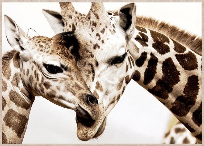 Home & Giftware Giraffe Portrait Framed Canvas Wall Art | Accessories | app store dev @@ABC ///[option4] 十月五日 11:53 